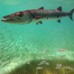 Turtle Bay Beach - Akumal