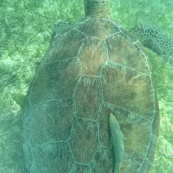Turtle Bay Beach - Akumal