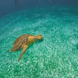 Turtle Bay Beach - Akumal