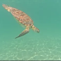 Turtle Bay Beach - Akumal