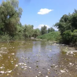 Rancho San Bernardo - Alamos