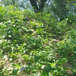 Parque Central Apodaca - Apodaca