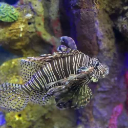 Acuario de Veracruz - Boca del Rio