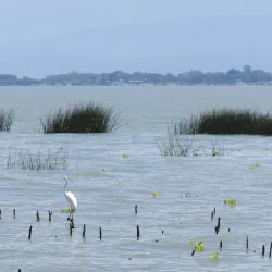 Lake Chapala Nature Reserve - Chapala