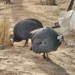 Parque Central - Ciudad Juarez