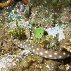 Dzul-Ha Archaeological Site - Cozumel