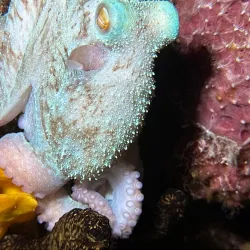 Dzul-Ha Archaeological Site - Cozumel