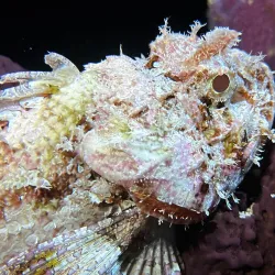 Dzul-Ha Archaeological Site - Cozumel