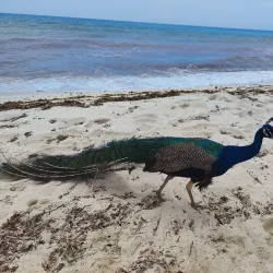 Palancar Reef - Cozumel
