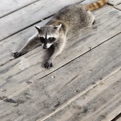 Palancar Reef - Cozumel