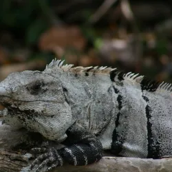 San Gervasio Mayan Ruins - Cozumel