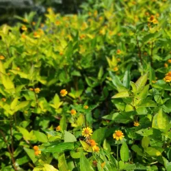 Parque Ecológico Cuautla - Cuautla