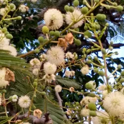 Parque Ecológico Cuautla - Cuautla