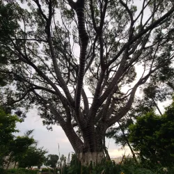 Plaza de Armas - Cuernavaca