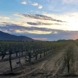 Valle de Guadalupe - Ensenada