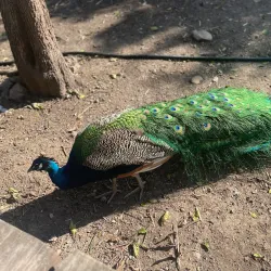 Parque La Pastora - Guadalupe