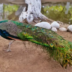 Centro Ecológico de Sonora - Hermosillo