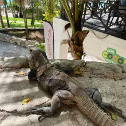Garrafon Natural Reef Park - Isla Mujeres