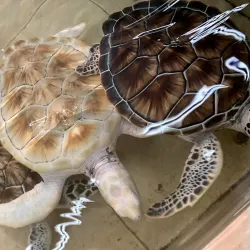 Tortugranja (Turtle Farm) - Isla Mujeres