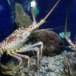 Tortugranja (Turtle Farm) - Isla Mujeres