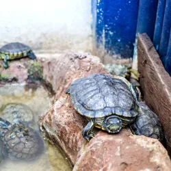 Tortugranja (Turtle Farm) - Isla Mujeres