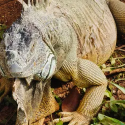 Parque Zoológico del Centenario - Kanasín