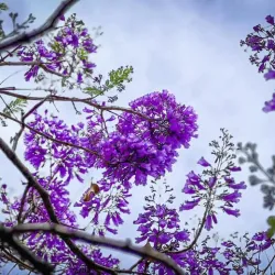 Parque Morelos - La Piedad