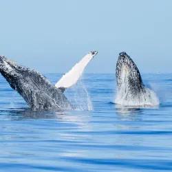 Whale Watching Tours - Loc Cabo