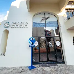 Whale Watching Tours - Loc Cabo