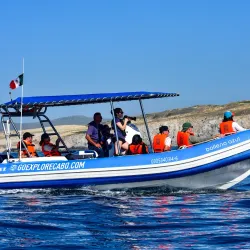 Whale Watching Tours - Loc Cabo