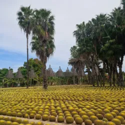 Wirikuta Botanical Park - Loc Cabo