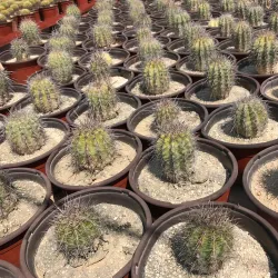 Wirikuta Botanical Park - Loc Cabo