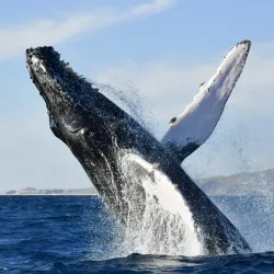Whale Watching Tours - Los Cabos