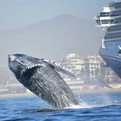 Whale Watching Tours - Los Cabos