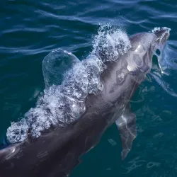 Whale Watching Tours - Los Cabos