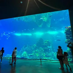Mazatlán Aquarium (Acuario Mazatlán) - Mazatlan