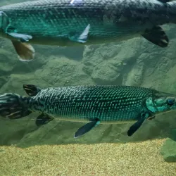 Mazatlán Aquarium (Acuario Mazatlán) - Mazatlan