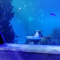 Mazatlán Aquarium (Acuario Mazatlán) - Mazatlan