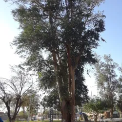 Parque la Esperanza - Mexicali