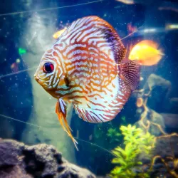 Acuario Inbursa - Miguel Hidalgo