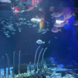 Acuario Inbursa - Miguel Hidalgo