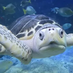 Acuario Inbursa - Miguel Hidalgo