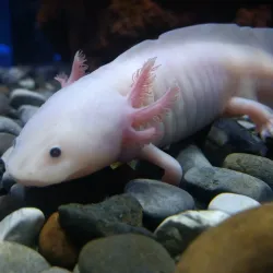 Acuario Inbursa - Miguel Hidalgo