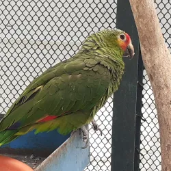 Parque Lincoln - Miguel Hidalgo