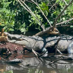 La Tovara National Park - Nayarit