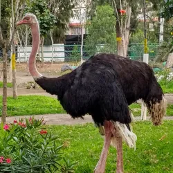 Parque del Pueblo - Nezahualcóyotl