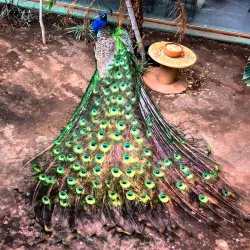 Parque del Pueblo - Nezahualcóyotl