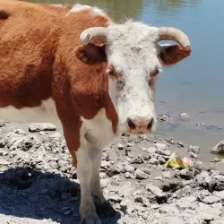 Laguna de Arareco - Nuevo Casas Grandes