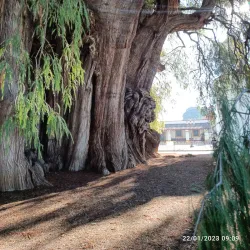 El Tule Tree (Arbol del Tule) - Oaxaca de Juarez