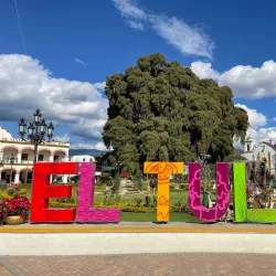El Tule Tree (Arbol del Tule) - Oaxaca de Juarez